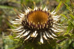 Carline Thistle - Carlina vulgaris, Lindrick Common