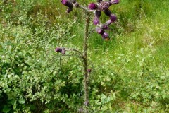 Marsh Thistle (Cirsium palustre), Potteric Carr, Doncaster.