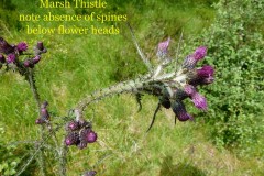 Marsh Thistle (Cirsium palustre), Potteric Carr