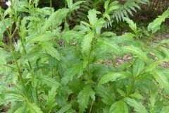 Vervain (Verbena officinalis), Hurst Gravel Pits