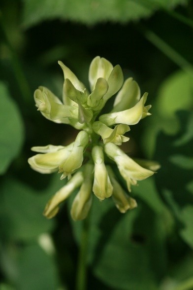 Wild Liquorice (Astragalus glycyphyllo), Cadeby.