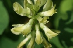 Wild Liquorice (Astragalus glycyphyllo), Cadeby.