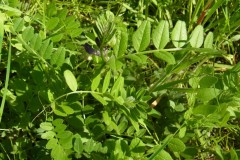 Bush Vetch (Vicia sepium), RSPB Old Moor