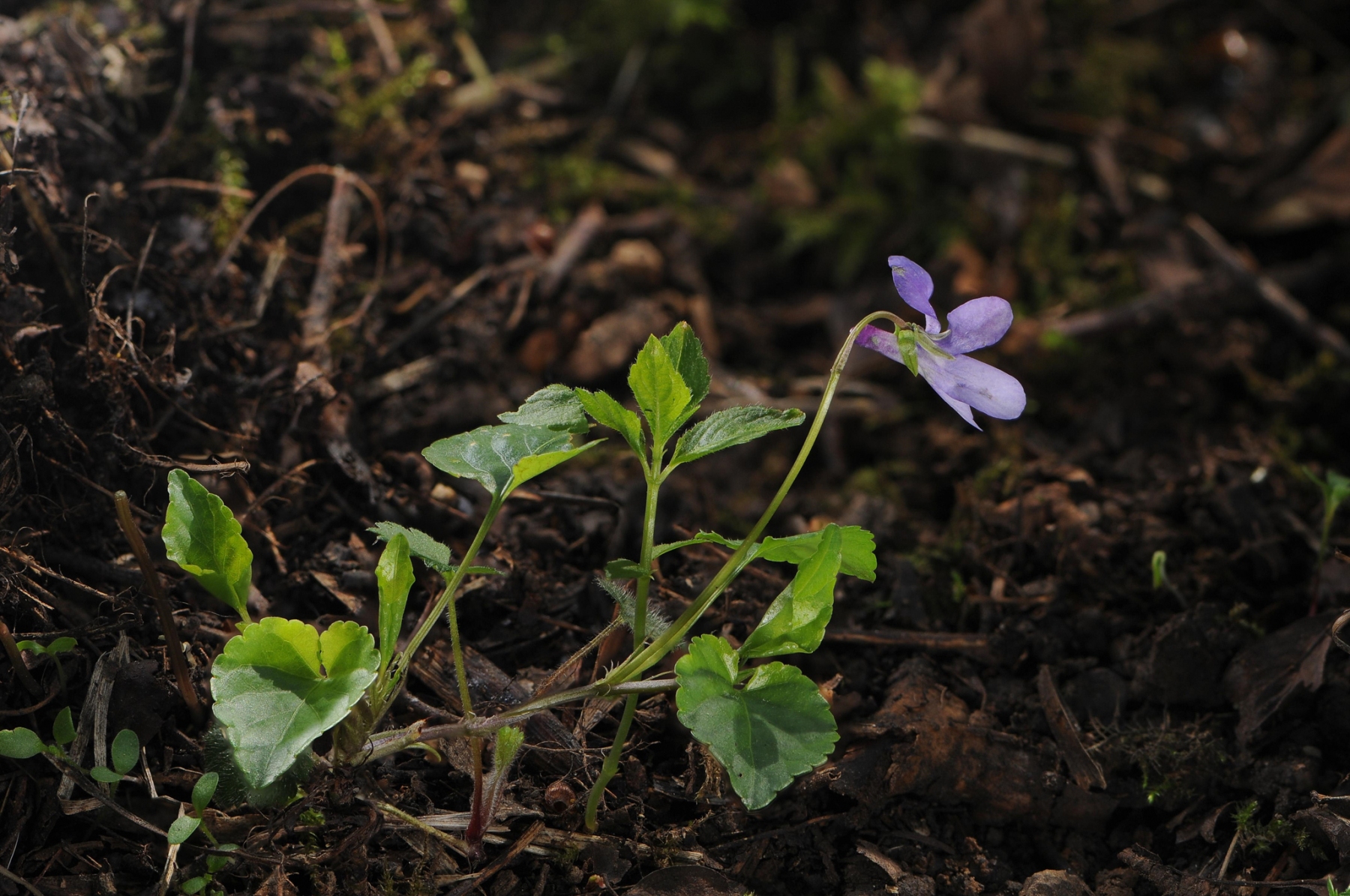 Common Dog Violet (Viola riviniana), Laughton Wood.