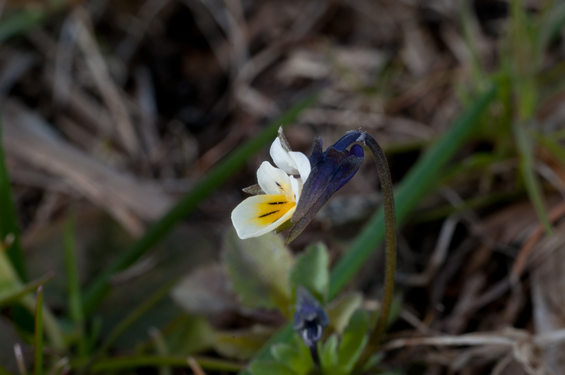 Field Pansy )Viola arvensis), Anston Stones Wood.