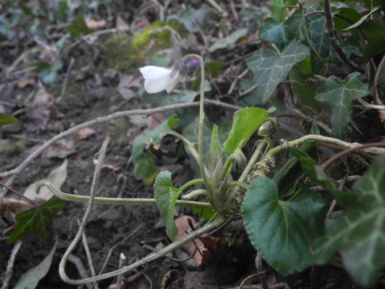 Sweet Violet (Viola odorata var dumetorum), Lindrick Common.