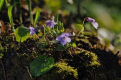 Early Dog Violet (Viola reichenbachiana), Laughton Wood.