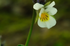 Field Pansy (Viola arvensis), Lound, Notts.