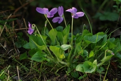 Hairy Violet (Viola hirta), Anston Stones Wood.