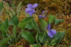 Hairy Violet (Viola hirta), Whitwell Wood, Derbyshire.