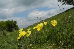 Mountain Pansy (Viola lutea), Deep Dale, Derbyshire.