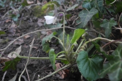 Sweet Violet (Viola odorata var dumetorum), Lindrick Common.