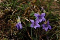Teesdale Violet (Viola rupestris), Cow Green Reservoir, North Pennines