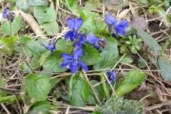 Sweet Violet (Viola odorata),  Cusworth Hall & Park.