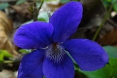 Common Dog-violet (Viola riviniana), Melton Wood.
