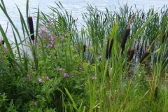 Great Willowherb (Epilobium hirsutum), Amazon Lakes (i port), Doncaster