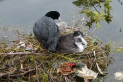 Coot (Fulica atra), Lakeside, Doncaster.