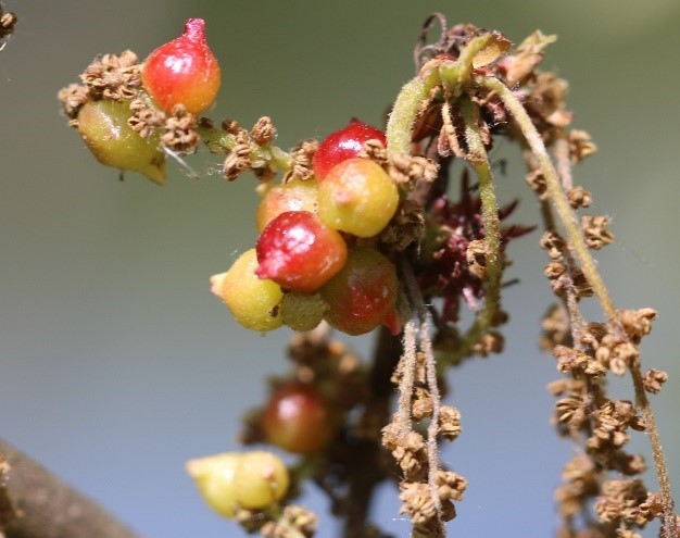 Andricus glossulariae sexual generation gall wasp on Turkey Oak catkins. A spring gall not photographed at Langold