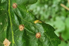 Sexual Generation of Silk Button Spangle Gall, Langold.