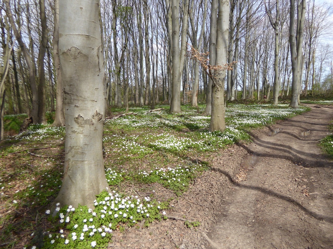 Wood Anemones, Wadworth Wood.