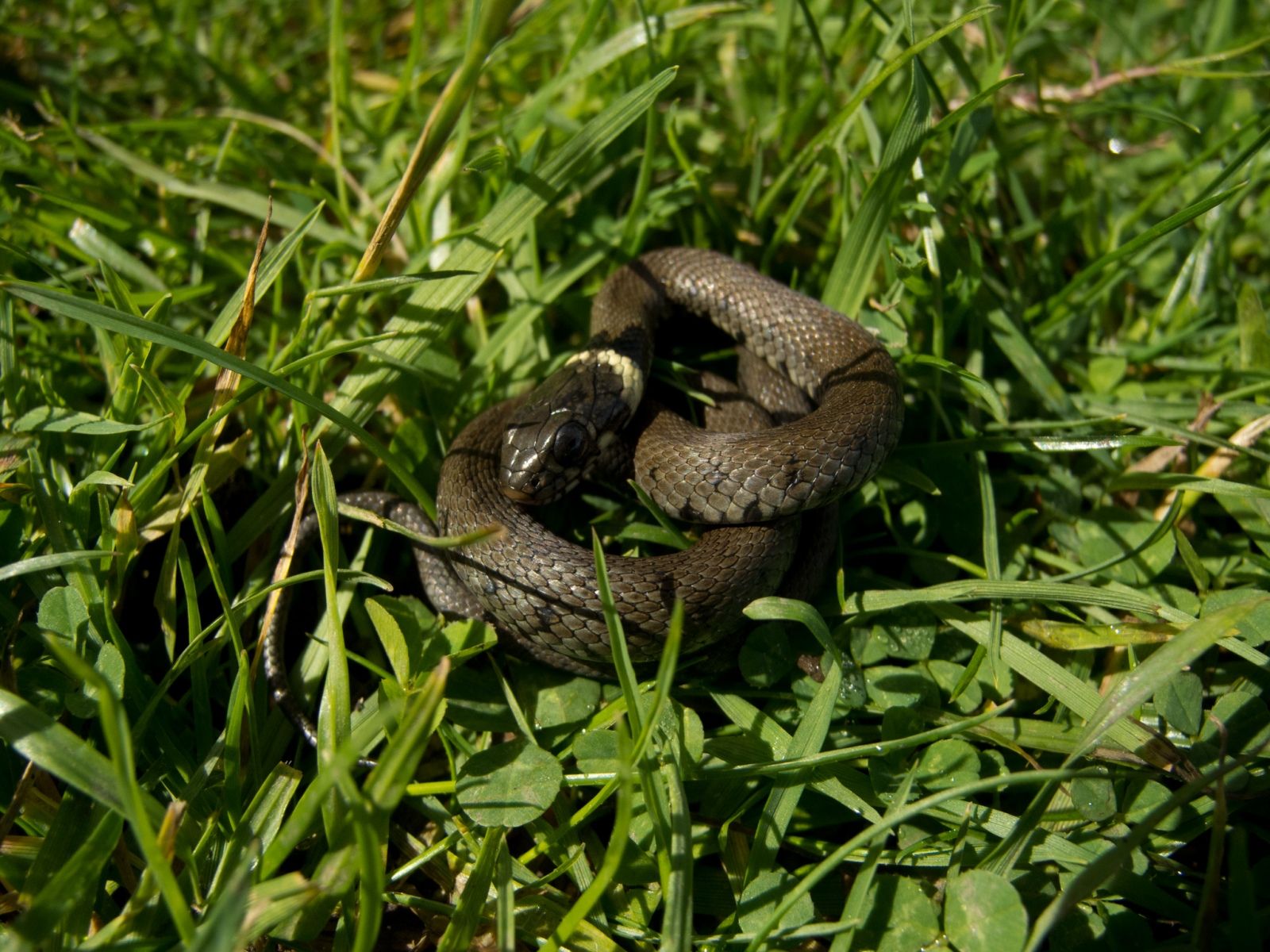 Grass Snake (Natrix natrix), Hardwick NT