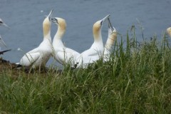 Gannets greeting ritual. Bempton Cliffs