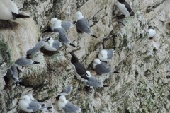 Kittiwakes nesting at Bempton Cliffs