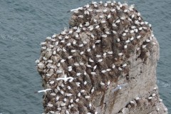 Gannets nesting on the surface of the rocks, Bempton Cliffs