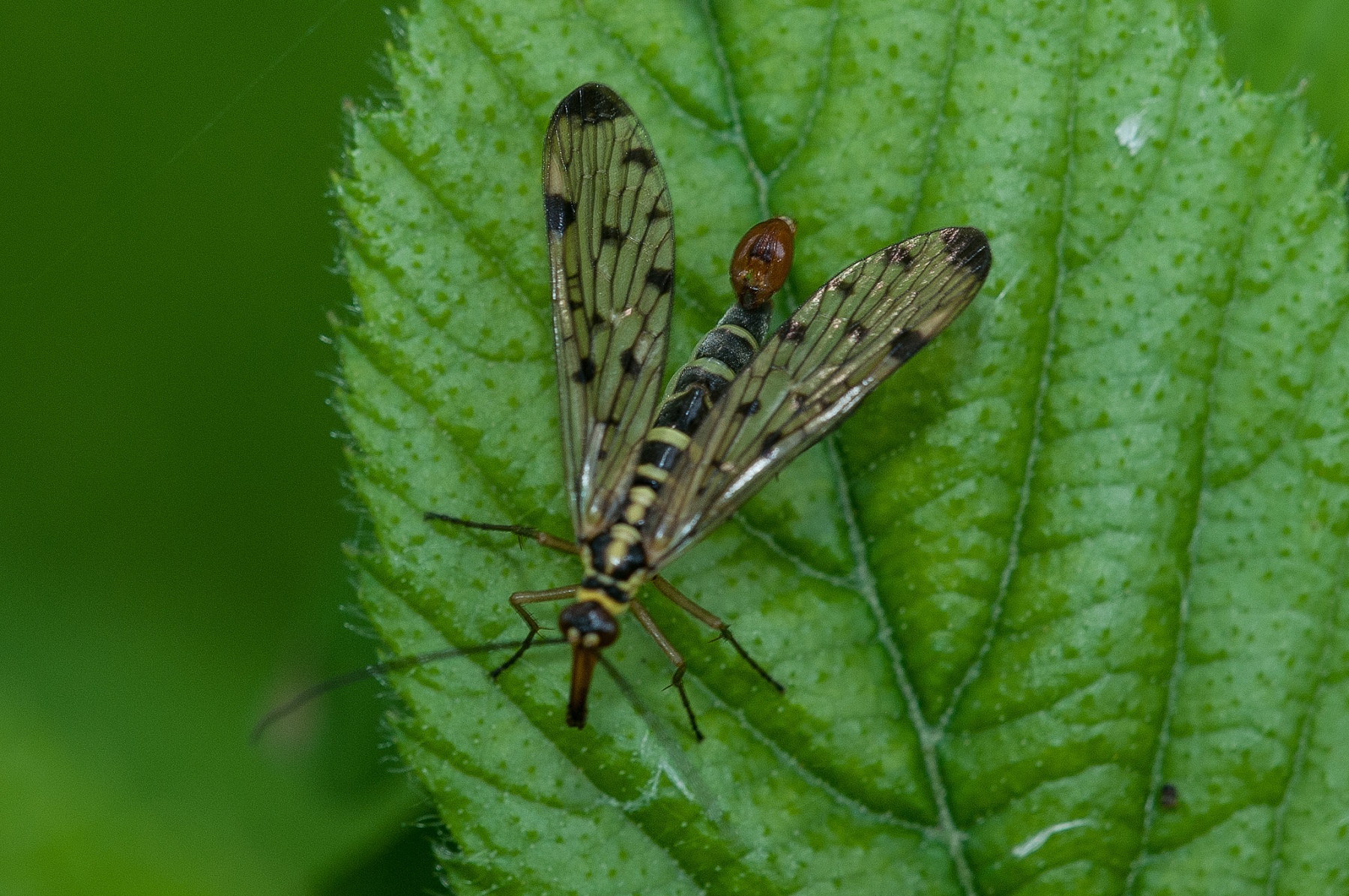Panorpa cognata -  Scorpion Fly, Lound.