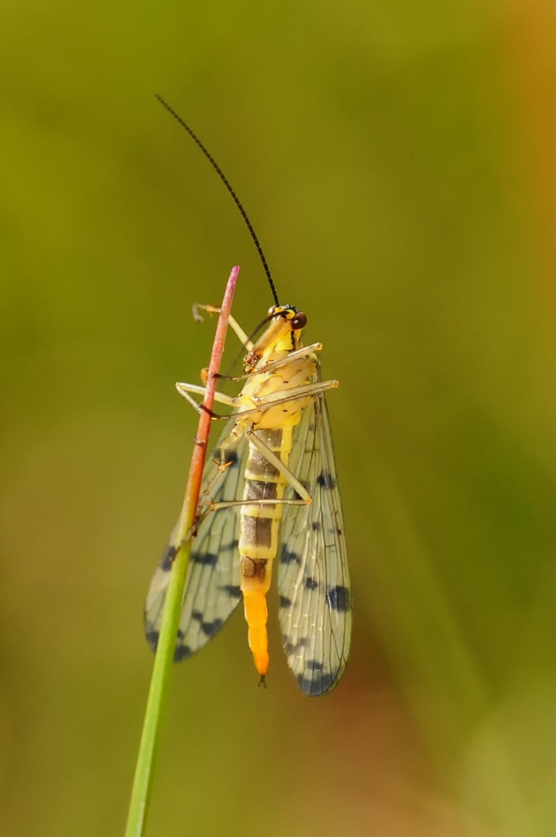 Panorpa sp. - Scorpion Fly (female), Bevercotes.