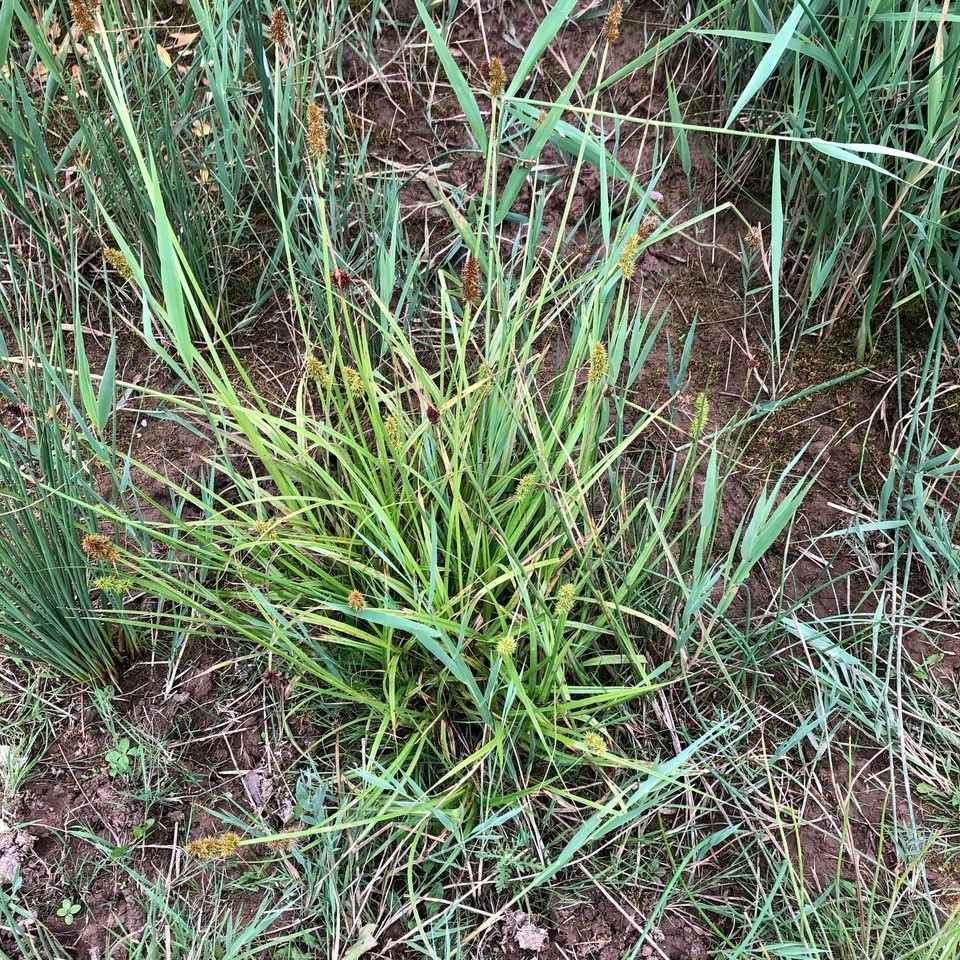 False Fox sedge (Carex otruebae), Brodsworth