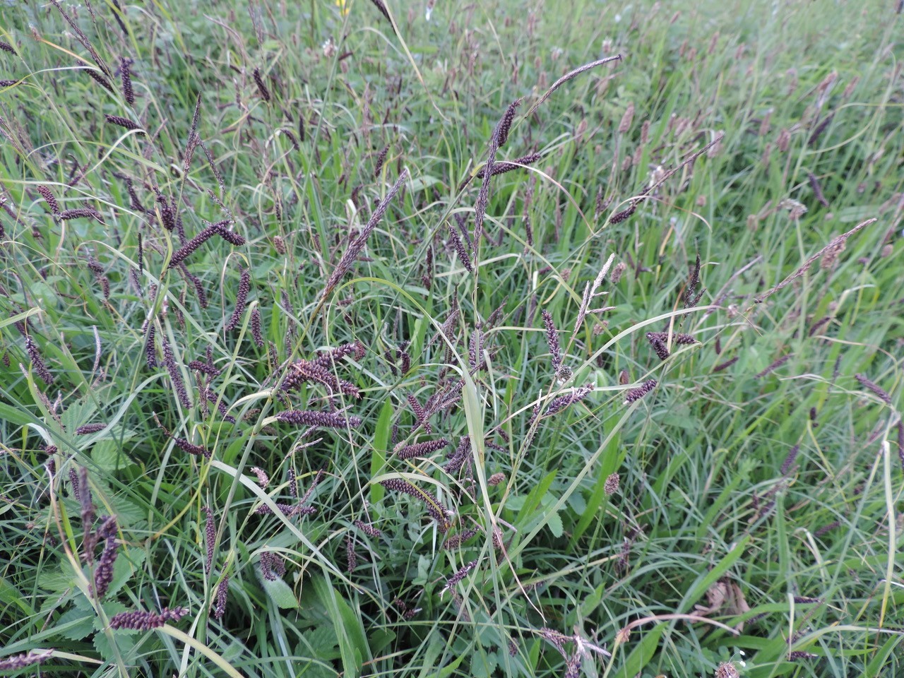 Glaucus Sedge (Carex flacca), Fenn Carr