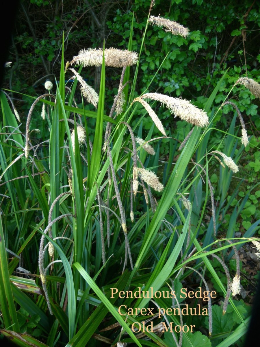 Pendulous sedge (Carex pendula), Old Moor