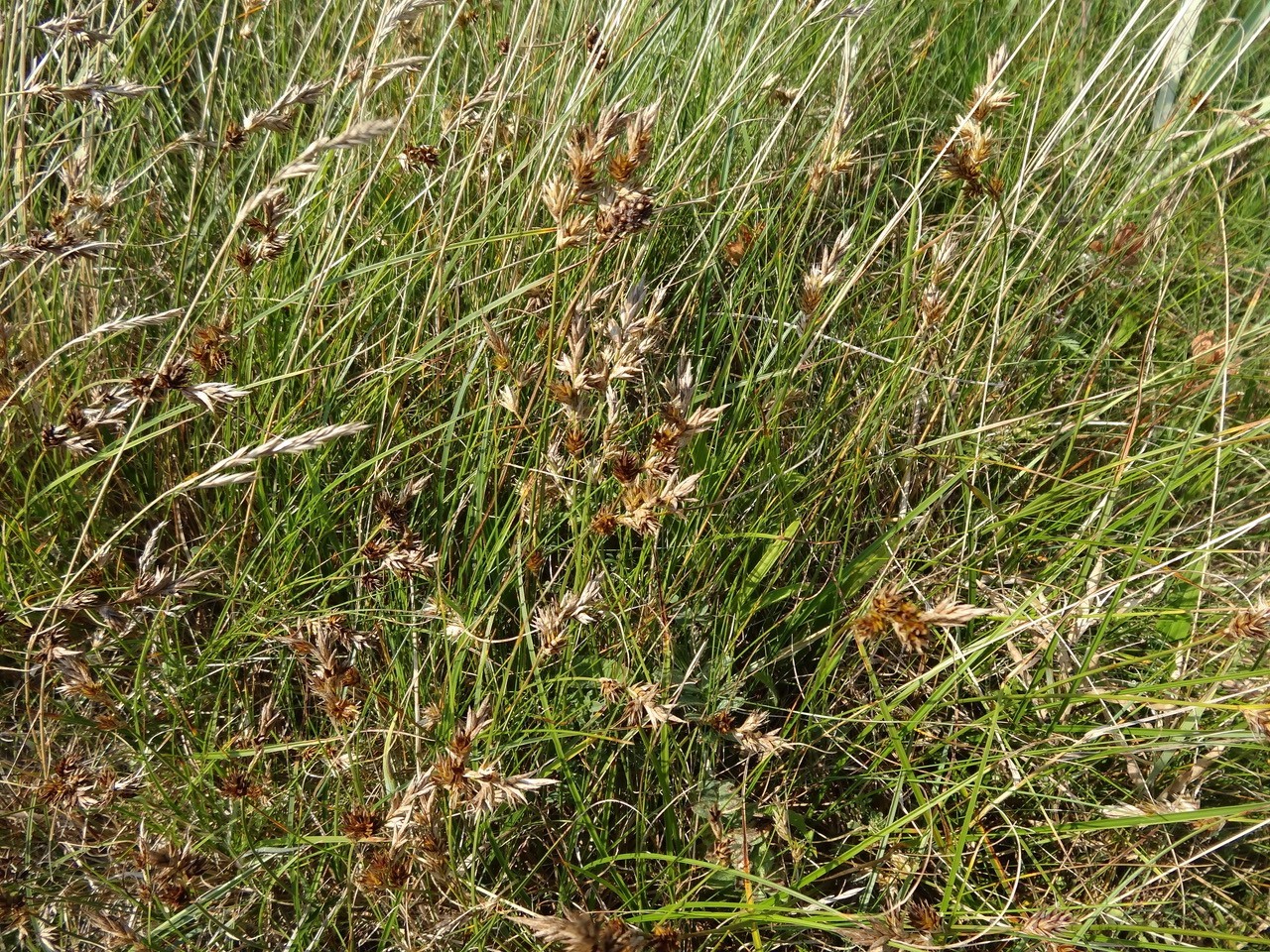 Sand sedge (Carex arenaria), Boulmer