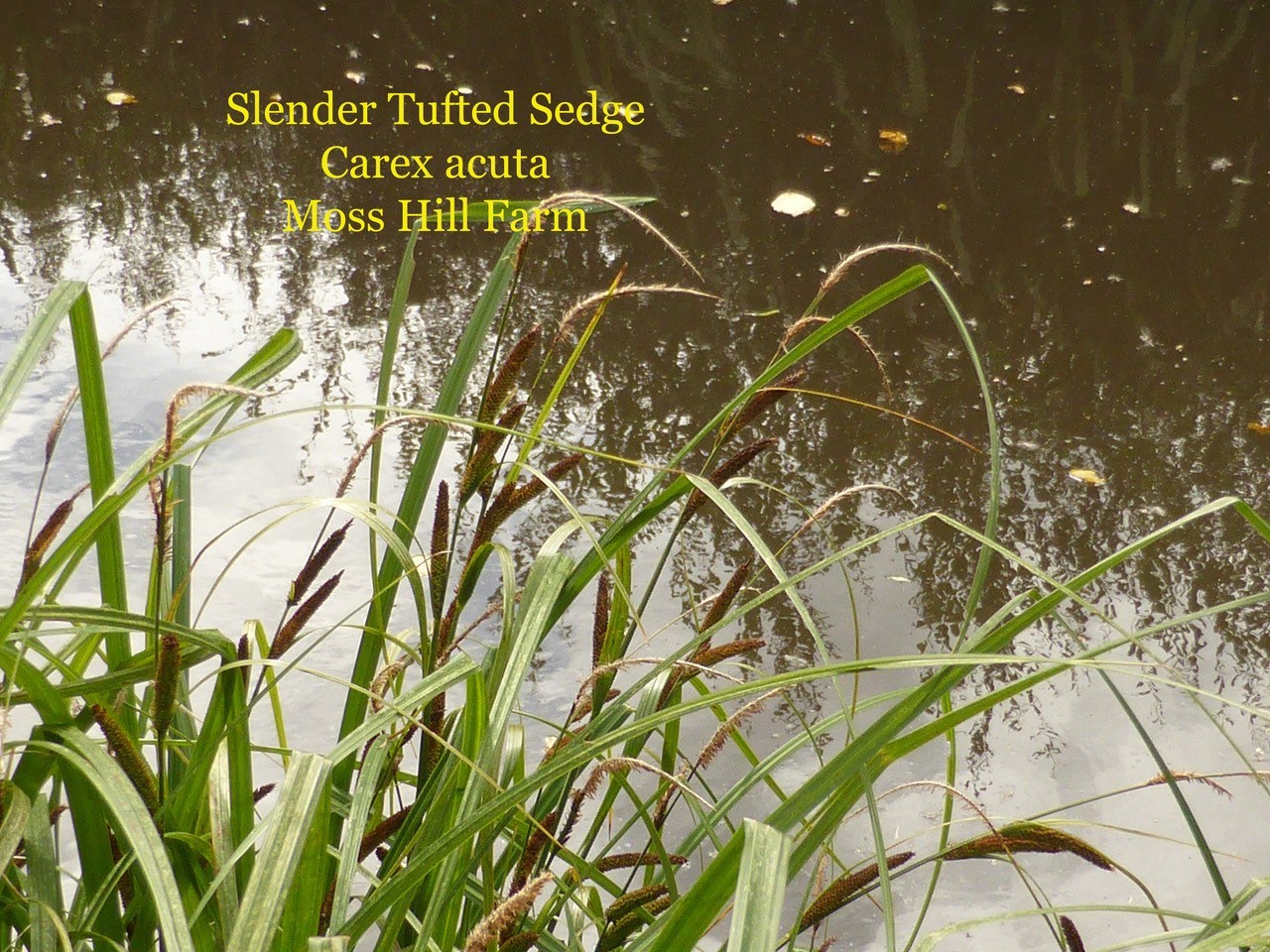Slender Tufted Segde (Carex acuta), Moss Hill Farm