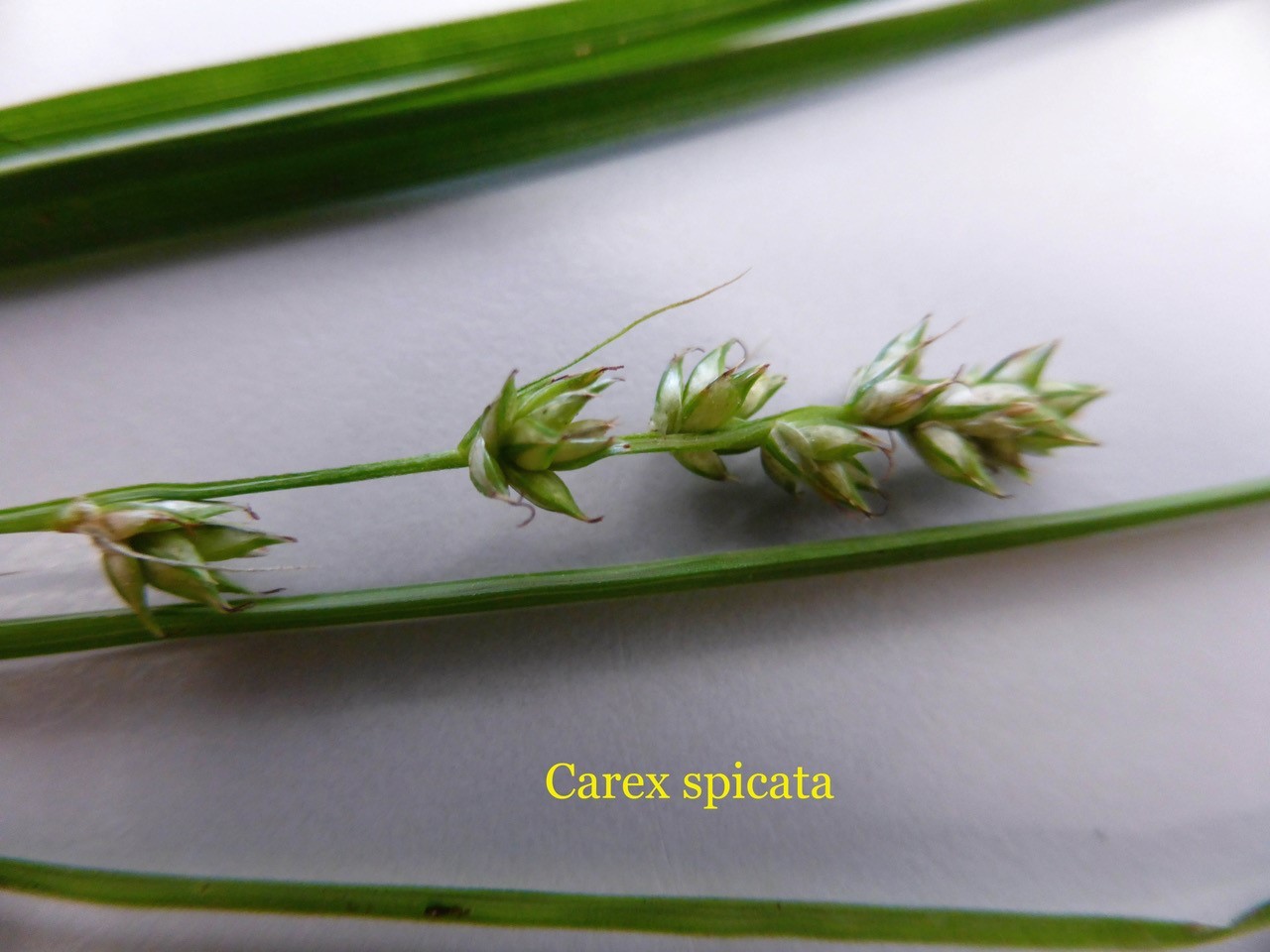 Spiked Sedge (Carex spicata), Colemere