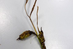 Black Sedge (Carex nigra).