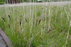 Brown Sedge (Carex disticha), Malham