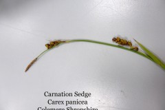Carnation sedge (Carex panicea), Shropshire