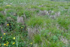 Fibrous Tussock Sedge (Carex appropinquata), Malham