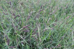 Glaucus Sedge (Carex flacca), Fenn Carr