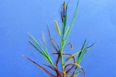 Glaucus Sedge (Carex flacca), Old Moor
