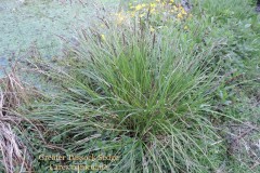Greater Tussock Sedge (Carex paniculata), Moss Hill Farm
