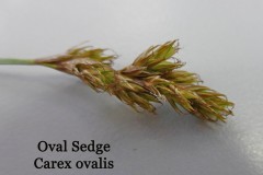 Oval Sedge (Carex ovalis), Preston Montford