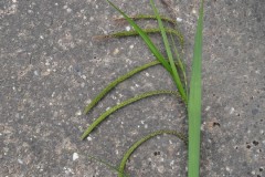 Pendulous Sedge (Carex pendula), Intake, Doncaster