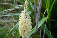 Pendulous Sedge (Carex pendula), Old Moor