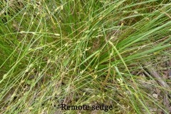 Remote Sedge (Carex remota).