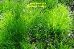 Remote Sedge (Carex remota).