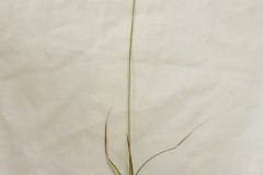Sand sedge (Carex arenaria), Norfolk