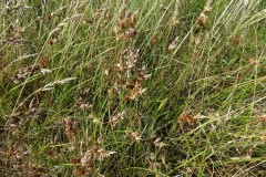 Sand sedge (Carex arenaria), Boulmer